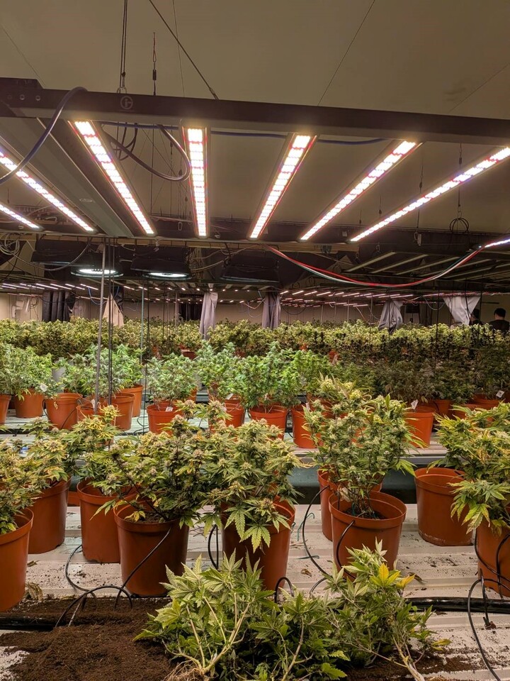調查局破獲高雄旗山巨量大麻工廠　臺法共組犯罪集團遭瓦解　法籍共犯機場潛逃遭攔阻